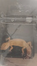 寸金（INCH-GOLD）蜥蜴糧180g/瓶 鬃獅蜥綠鬣蜥食物 爬蟲飼料餌料蟋蟀替代 曬單實(shí)拍圖
