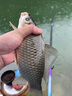 魚(yú)膳房神野風(fēng)暴魚(yú)餌 野釣鯽魚(yú)鯉魚(yú)餌料 黑坑紅蟲(chóng)鯽腥香拉絲粉打窩釣魚(yú)餌 神野風(fēng)暴(腥香)+(香腥) 曬單實(shí)拍圖