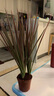 花苗 觀(guān)花陽(yáng)臺四季大花四季開(kāi)花帶花苞 綠植盆栽地栽 室內室外桌面薔薇庭院月季花卉 五彩變色月 微型黃玫瑰 曬單實(shí)拍圖