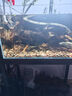 噢水噢六角恐龍魚(yú)淡水魚(yú)冷水魚(yú)活體觀(guān)賞魚(yú)辦公室飼養魚(yú)娃娃魚(yú)龍魚(yú)陸 白龍+黃龍+黑龍（共3條） 13-16厘米 曬單實(shí)拍圖
