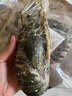 鮮承 大龍蝦鮮活冷凍小青龍年貨海鮮禮盒大禮包蝦 澳洲龍蝦 小青龍500g+/只 曬單實拍圖