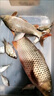 川澤魚竿纏把帶加厚防滑吸汗帶防水釣竿龍骨手把帶纏繞魚桿PU握把帶 1.5米-熒光綠【PU+EVA記憶龍骨】 1條裝【防滑耐磨】 曬單實拍圖