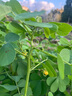 壽禾油菜種子矮腳上海青梗菜蔬菜小白菜快菜秋季壽光蔬種籽四季青菜 傳統(tǒng)上海青油菜種子20gx3包 曬單實(shí)拍圖