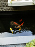 森森（SUNSUN）錦鯉魚(yú)飼料專(zhuān)用魚(yú)糧觀(guān)賞魚(yú)金魚(yú)飼料增色不渾水魚(yú)食 【賽級(jí)高蛋白】主食5斤 3mm中顆粒/綜合營(yíng)養(yǎng) 曬單實(shí)拍圖