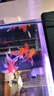 活體飼餌魚(yú)麥穗魚(yú)小魚(yú)苗喂龍魚(yú)羅漢鱷龜六角開(kāi)口飼料魚(yú)淡水魚(yú)雜魚(yú) 飼料魚(yú)2-4厘米50條+15%防損 曬單實(shí)拍圖