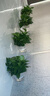 櫻霞綠蘿盆栽室內(nèi)植物綠植水培長藤垂吊大葉綠籮陽臺(tái)家用 18O#精品原盆自儲(chǔ)水4盆/液4+ 京東送貨上門 曬單實(shí)拍圖