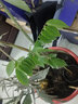 名貴苗木海南黃花梨樹(shù)苗正宗黃花梨木苗降香黃檀盆栽珍貴植物常綠 黃花梨50-70厘米高1棵 曬單實(shí)拍圖