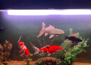 漁次郎防水led燈魚缸燈照明燈水族箱燈三湖慈鯛錦鯉金龍紅龍魚燈管專用 T8三排高亮燈【長(zhǎng)110cm-22瓦】 三基色增紅燈 紅魚不紅水用 曬單實(shí)拍圖