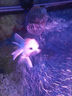 佳璐（jialu）佳璐魚(yú)缸造浪泵迷你沖浪泵水族箱小型造流泵吸盤(pán) 單頭3W吸盤(pán)款（適合50-60cm魚(yú)缸） 曬單實(shí)拍圖
