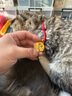 洛馬斯（luomasi）寵物鈴鐺項鏈狗狗貓咪項圈刻字貓牌狗牌防丟掛牌吊牌貓圈脖圈飾品 紅色招財na福+圓形金色 XS適合脖圍14-20CM(建議2-4斤) 曬單實拍圖