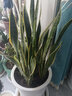 虎皮蘭大盆虎尾蘭盆栽客廳新裝修房子凈化空氣銀脈大顆虎皮蘭 金邊80厘米左右(紅色/白色/加侖盆隨機配) 曬單實(shí)拍圖