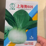 大禹正宗上海青種子黑葉矮腳青菜蘇州青奶油快菜小白菜青梗菜秋冬季 上海青605種子10gx2【老品種】 曬單實(shí)拍圖