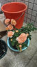 瑞典女王月季夏季耐曬灌木月季帶花苞四季開(kāi)花玫瑰大苗陽(yáng)臺庭院 果汁陽(yáng)臺原盆原土發(fā)貨中苗25cm左右 曬單實(shí)拍圖