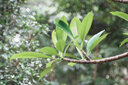 LOMOGRAPHYLomogarphy Nour Triplet V 2.0/64 Bokeh Control 諾爾柔焦無反藝術(shù)鏡頭 黑鋁版 索尼 E卡口 曬單實(shí)拍圖