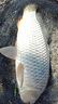 黃金眼黃金眼浮漂短腳長(cháng)身浮漂輕口鯽魚(yú)漂底釣蘆葦浮漂羅非漂高靈敏魚(yú)漂 蘆葦L-1009(主攻輕口鯽魚(yú)、羅非) 2號一支細尾 曬單實(shí)拍圖