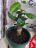 鹿凌青金錢(qián)兜福祿桐金錢(qián)樹(shù)盆栽客廳植物老樁四季常青 錢(qián)多多15-25厘米體驗裝【苗小】 曬單實(shí)拍圖