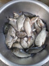 川澤餌料紅蟲(chóng)蝦腥一杯搞定濃腥爆護專(zhuān)攻鯽鯉四季魚(yú)餌野釣黑坑誘魚(yú)快紅蟲(chóng)蝦腥（1杯裝）攜帶更方便 曬單實(shí)拍圖