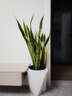 植男植女網(wǎng)紅大型金邊虎皮蘭北歐植物客廳臥室辦公室觀(guān)葉綠植盆栽源頭直發(fā) 曬單實(shí)拍圖
