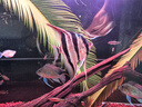 德彩德國進(jìn)口七彩神仙魚專用顆粒魚飼料慈鯛三湖天然增色熱帶魚糧魚食 小型魚增色顆粒250ML/112g 曬單實(shí)拍圖