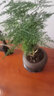 歆妍小葉赤楠老樁盆景苗植物花卉微景觀水培辦公室內(nèi)好養(yǎng)四季常青盆栽 小葉赤楠+舍得陶瓷盆+復(fù)古托 帶盆栽好 曬單實(shí)拍圖