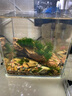 凡佰酷金晶超白魚缸定做訂制客廳魚缸 水族箱 任意鋼化玻璃水箱 15*15*18=4mm 金晶超白 當(dāng)天發(fā)貨+缸墊 曬單實拍圖