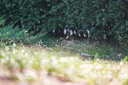 索尼（SONY）全畫幅超遠(yuǎn)攝定焦G大師鏡頭 FE300mmF2.8 GM OSS 官方標(biāo)配 曬單實(shí)拍圖