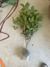 桂花樹苗桂花苗盆栽金桂四季桂室內外濃香型陽臺花卉綠植庭院盆景植物 紅日香【四季開花濃香】 5年苗【開花多多】 曬單實拍圖