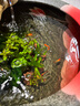 伊罕EHEIM 魚缸過濾桶外置水族箱過濾器 經(jīng)典國(guó)際濾材版 經(jīng)典 150（國(guó)際濾材版）適合40-50cm魚缸 曬單實(shí)拍圖