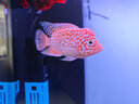 老漁匠老漁匠環(huán)流造浪泵超低噪小型魚(yú)缸底部吹糞器沖浪泵造浪機老魚(yú)匠 【低噪強動(dòng)力】12W【9000L】 曬單實(shí)拍圖