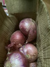 遇見憫農(nóng)【現(xiàn)挖紫皮洋蔥】生吃紅皮水果洋蔥產(chǎn)地直發(fā)生鮮農(nóng)產(chǎn)品洋蔥頭5斤 優(yōu)選現(xiàn)挖洋蔥（帶箱） 5斤 曬單實(shí)拍圖