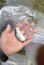 鯉魚苗活體淡水養(yǎng)殖魚苗批發(fā)附近本地特大建鯉稻花鯉魚紅尾稻田鯉魚魚苗批發(fā) 10條10-13厘米特大鯉魚苗【包活到家】 曬單實拍圖