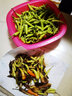 味小仙 新鮮小米椒 現摘青紅小米辣椒朝天椒蔬菜生鮮 5斤白米椒 曬單實(shí)拍圖