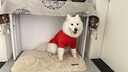 嬉皮狗（hipidog）寵物大狗新年醒獅套頭衛(wèi)衣秋季冬季保暖加厚衣服金毛薩摩大型犬衣 德羅紅 6XL 建議體重60-70斤 曬單實拍圖