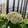 虹越（HONGYUE）大花繡球花盆栽苗 無(wú)盡夏花手鞠萬(wàn)華錦繡球八仙花庭院陽(yáng)臺花卉 【新老枝開(kāi)花】“安妮公主”1加侖 曬單實(shí)拍圖