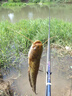 老鬼（OLDGHOST） 老鬼918魚(yú)餌料2號3#釣餌速功魚(yú)料秋冬季野釣鯽魚(yú)鯉魚(yú)配方腥味 【單包】九一八腥版300g 曬單實(shí)拍圖