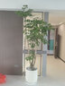 幌傘楓幸福樹(shù) 盆栽大型綠植室內落地植物公司辦公室客廳送禮植物 高1.9-2.2m含黑砂圓柱玻璃鋼盆 曬單實(shí)拍圖