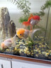 觀(guān)賞魚(yú)金魚(yú)冷水魚(yú)好養活體淡水魚(yú)小金魚(yú)鴻運當頭丹頂紅獅子頭活魚(yú) 10-11厘米菠蘿獅魚(yú)2條+送魚(yú)糧 曬單實(shí)拍圖