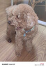 拉夫威爾ruffwear嗨輕狗狗項(xiàng)圈小型犬遛狗牽引繩比熊柯基柴犬寵物狗脖套 鼠尾草綠/霧森綠 S(28-36 cm) 曬單實(shí)拍圖