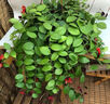 沭之美口紅吊蘭植物垂吊吊籃綠植盆栽 口紅吊蘭+塑料螺紋盆 源頭直發(fā) 曬單實(shí)拍圖