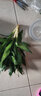 雅卉幸福樹梔子花綠蘿吊蘭蘆薈綠植盆栽室內(nèi)水培植物花卉 觀音竹+12花邊 含盆 曬單實(shí)拍圖