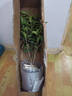 開時(shí)果 四季桂花樹苗盆栽老樁濃香型 室內(nèi)植物客廳綠植盆景源頭直發(fā)包郵 【約60-70cm】米白簡約盆+修剪刀 （加享 肥料） 曬單實(shí)拍圖