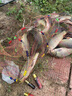 霸統高溫專(zhuān)攻黑坑鯉魚(yú)小藥釣魚(yú)套裝野釣正釣滑口回鍋偷驢餌料專(zhuān)用小藥 四季全能型  鯉魚(yú)三件套 曬單實(shí)拍圖
