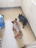 麦富迪肉松狗粮 藻趣儿全价通用10kg 成犬中大型小型犬肉松海苔狗粮 实拍图