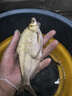 漁之源海竿遠投竿海桿全套直接釣魚(yú)拋竿魚(yú)竿大物海釣竿單桿套裝磯釣竿 3.6m 到手即釣【紡車(chē)輪 海釣配件 魚(yú)線(xiàn)】 曬單實(shí)拍圖