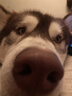 伯納天純狗糧中大型犬全價成年犬糧17kg羊肉蔓越莓味 曬單實拍圖