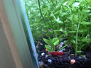 春瑞黑殼蝦水族箱水草缸清潔除藻工具淡水觀(guān)賞蝦大和藻蝦寵物活體飼料  極火蝦20只+5只抵損耗 曬單實(shí)拍圖