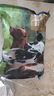 犇西詩【500g/1000g】法式羊羔排 好吃羊肉煎烤美食套餐內(nèi)蒙古散養(yǎng)羊排 【500g 4-7根】法式羊羔排 內(nèi)蒙古法式羊羔排 曬單實拍圖