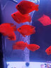 活體寵物血紅鸚鵡魚(yú)淡水中大型熱帶觀(guān)賞魚(yú)元寶發(fā)財魚(yú)鸚鵡魚(yú)活體魚(yú)紅財神魚(yú) 12-14cm精品紅元寶10條 曬單實(shí)拍圖