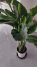 植男植女天堂鳥(niǎo)盆栽客廳室內好養大型落地真綠植辦公室大葉植物源頭直發(fā) 曬單實(shí)拍圖
