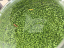 符象生態(tài)魚瓶玻璃魚缸微景觀魚蝦水草自循環(huán)桌面魚缸辦公室免換水打理 C款+水草泥+水草種子 曬單實(shí)拍圖